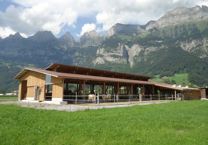 neubau-boxenlaufstall-walenstadt-planung-bauleitung-holzbau