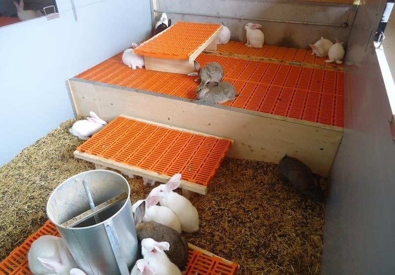 neubau-kaninchenmaststall-flawil-planung-holzbau