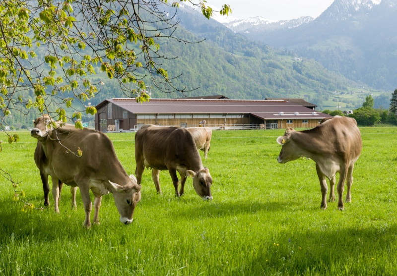 Generalplanung Landwirtschaft